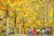 강원 홍천군 내면 광원리 은행나무 숲을 찾은 어린이들이 노랗게 물든 은행나무 단풍길을 걸어가고 있다. [중앙 포토]
