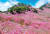 비슬산참꽃문화제가 열리는 대구 달성군 비슬산 자연휴양림 일원.
