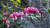 금낭화. 2018년 4월 15일 촬영했다. 가장 화려한 봄꽃 중 하나다.금낭화(錦囊花)는 &#39;비단 주머니 꽃&#39;이라는 뜻이다. 이름 그대로다. 영어 이름은 더 곡진하다. 피 흘리는 심장(Bleeding Heart). 핑크빛 하트 모양의 꽃잎에서 비롯됐다. 권혁재 사진전문기자