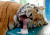 헝가리 세게드 동물원의 시베리아 호랑이 이고르가 18일(현지시간) 비외과적 줄기세포 수술을 받기 위해 혀에 주사바늘을 꽂은 체 수술대 위에 누워있다.[로이터=연합뉴스]