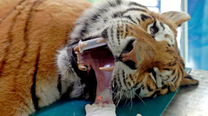 [서소문사진관]세계 최초 줄기세포 치료 시베리아 호랑이