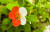 명자꽃. 2016년 4월 30일 촬영했다. 명자꽃은 빨간꽃도 있고 흰꽃도 있는데, 이 녀석은 두 색깔이 합쳐졌다. 변종이다. 그래서 더 귀하다. 권혁재 사진전문기자
