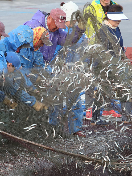 지난 17일 부산 기장군 대변항에서 어민들이 동해 앞바다에서 잡은 봄 멸치를 전통 가락에 맞춰 그물에서 털어내고 있다. 송봉근 기자