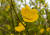 화담숲에서 피는 봄꽃을 개화 시기에 따라 배치했다. 금낭화(위 사진)와 황매화 모두 지난 15일 촬영했다.