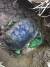 ‘하늘서 떨어진 로또’ 진주 운석 1호. 2014년 3월 10일 대곡면 한 파프리카 재배 비닐하우스에서 처음 발견됐다. 9.36 ㎏(18 X 14 X 12㎝). [중앙 포토]