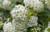 조팝나무 꽃. 지난해 5월 10일 촬영했다.