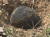 ‘하늘서 떨어진 로또’ 진주 운석2호. 2014년 3월 12일 중촌마을 콩밭에서 발견된 4.1 ㎏(15 X 15 X 17㎝) 운석. 