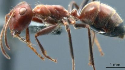 “적 공격시, 자폭해 독 분출…” 동족 위해 희생하는 신종개미 발견