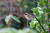 중간 기착지로 홍도에서 휴식을 취하고 있는 노랑턱멧새. [사진 국립공원관리공단]