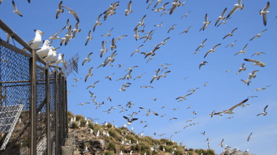 5만 괭이갈매기에 점령당한 홍도…휴게소 뺏긴 철새들