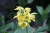 난초과에 속한 금새우란은 4월에 핀다. [사진 신구대박물관]