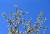 맑고 따뜻한 완연한 봄 날씨를 보인 26일 강원 정선군 고한읍 두문동재 정상의 호랑버들이 파란 하늘 아래에서 햇볕을 쬐고 있다. [연합뉴스]