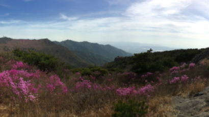 '참꽃' 진달래 먹으러 대구 비슬산 산행 가자