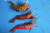 독도새우 3종 세트. 맨 위가 가시배새우, 가운데가 물렁가시붉은새우, 맨 아래가 도화새우다. 손민호 기자