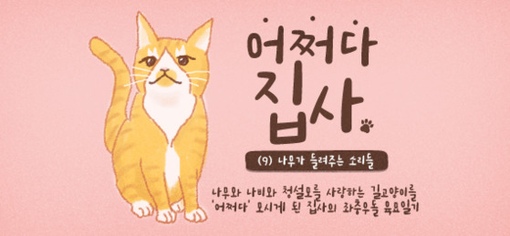 어쩌다 집사] #9. 수다쟁이 나무야, 누나가 고양이 말을 몰라서 미안해 | 중앙일보