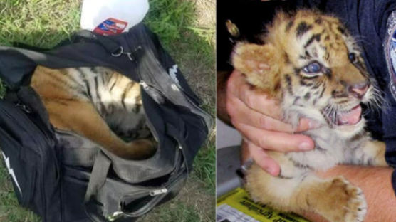 '10억 밀거래' 아기 호랑이···버려진 가방속에서 발견