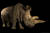 북부사각입술코뿔소. 이름이 ‘나비레(Nabire)’였던 이 녀석은 지구에 남은 마지막 다섯 마리의 북부사각입술코뿔소 중 한 마리였다. 사진 촬영 1주일 후인 2015년 7월 27일 죽었다. 현재 남아 있는 북부사각입술코뿔소는 단 두 마리뿐이다. 드부르 크랄로베 동물원, 체코, 2015, IUCN 위급종. ⓒ Photo by Joel Sartore/National Geographic Photo Ark 