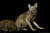 붉은늑대. 녀석들의 생존을 위협하는 가장 큰 요인은 이종교배다. 1970년대 후반 이루어진 포획번식 프로그램과 서식지 분리 계획에 의해 현재는 약 75마리의 붉은 늑대가 야생에서 살아가는 것으로 알려져 있다. 그레이트 플레인스 동물원, 미국 사우스다코타주 수폴스, 2008, IUCN 위급종. ⓒ Photo by Joel Sartore/National Geographic Photo Ark 