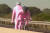이스라엘에서 열린 101회 지로 디탈리아 사이클 대회 2스테이지가 열린 5일 (현지시간) 지로 디탈리아 대회를 상징하는 핑크색 원피스를 입은 자전거 동호인들이 텐덤 바이크(다인승 자전거)를타고 선수들 옆을 나란히 달리고 있는 모습이 중계 카메라에 잡혔다. [사진 지로 디탈리아 유튜브 캡처]