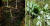 지리산 일원에서 등산객이 발견한 100년 넘은 천종산삼. 사진 왼쪽이 모삼, 오른쪽이 자삼이다. [사진 한국전통심마니협회]