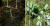 지리산 일원에서 등산객이 발견한 100년 넘은 천종산삼, 15년 정도된 자삼(왼쪽)과 산삼 잎(오른쪽). [사진 한국전통심마니협회]