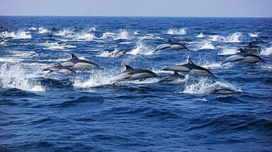“푸른 동해 바다가 우리 고향이죠” 울산 장생포 참돌고래 2000마리