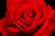밸런 타인데이를 상징하는 빨간 장미. [중앙포토]