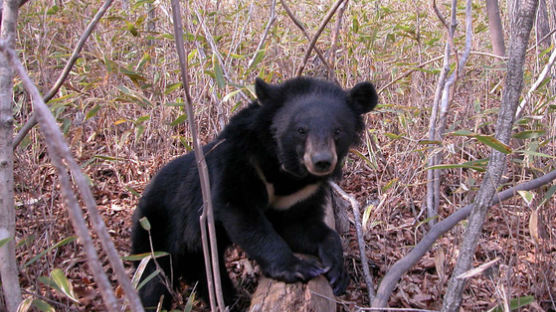 지리산 가출 수컷 곰 고속버스와 충돌…치료 위해 다시 포획 