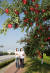충북 충주시내에 있는 사과 나무 가로수길을 시민들이 걷고 있다. [사진 충주시]