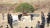 개별 오찬을 마친 문재인 대통령(가운데 오른쪽)이 김정은 국무위원장과 27일 오후 판문점 군사분계선에서 백두산, 한라산 흙으로 1953년생 소나무를 식수하고 있다. [청와대사진기자단]
