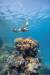 호주 대보초 물속은 신비로움 그 자체이다. 산호초 군락을 보고 있노라면 자연의 위대함에 감탄이 절로 나온다. [사진제공=호주 관광청]