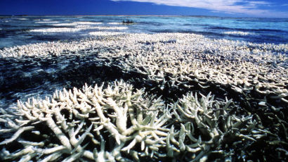 [강찬수의 에코 파일] 2100년 바다 산호가 모두 사라진다