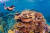 세계에서 가장 큰 산호초 지대인 그레이트 배리어 리프. 스노클링, 스쿠버 다이빙을 하며 형형색색의 산호와 열대어를 감상할 수 있는 관광자원이지만 백화현상이 확대되면서 관광산업도 타격을 입고 있다. [중앙포토]