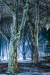 전시회 &#39;푸른나무&#39;에 출품한 양재 플라타너스 숲. [사진 이흥렬] 