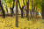 &#39;양재천 뚝방길 나무 지키기 운동&#39;으로 이끈 꼬리표 달린 나무들. [사진 이흥렬] 