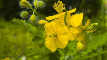 [권혁재 핸드폰사진관] 길가의 노란 꽃들