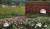 지난 17일 장미 축제를 앞두고 형형색색 장미가 방문객 맞을 준비를 하고 있다. 최은경 기자
