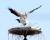 충남 예산군 광시면 둥지탑에서 짝짓기를 하고 있는 황새 부부 [사진 예산황새공원]