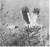 음성 황새 부부(오른쪽이 수컷)의 생전 모습 (1971년 박용운 촬영) [자료 국립생물자원관]