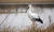 2003년 서해안 천수만에서 관찰된 겨울철새 황새 (김성현 촬영) [자료 국립생물자원관]