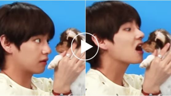 What Were the Reactions of BTS Members When Puppies Came Into the Interview Studio? 