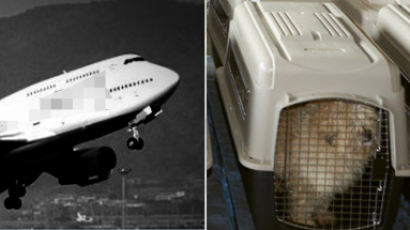 ‘비행기서 반려동물 꺼내면 안된다’ 규정 어기면 어떻게 될까?