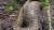미국 플로리다에서 사슴을 삼킨 채 잡힌 버마비단뱀 [중앙포토] 