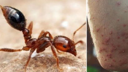 세계 악성 침입외래종 ‘붉은불개미’ 개체 부산항서 발견