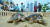  시민들이 29일 부산 해운대해수욕장에서 바다거북이를 보고 있다. 송봉근 기자