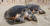  29일 부산 해운대 해수욕장 백사장에서 바다거북이들이 일광욕을 즐기고 있다. 송봉근 기자 