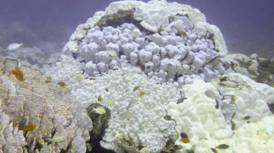 [강찬수의 에코파일] 바다 온난화 … 2100년 산호가 모두 사라진다