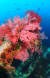 바닷 속 인공어초에 핀 붉은 부채뿔산호. [중앙포토]