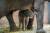 &#39;코리&#39;란 이름을 갖게 된 서울어린이대공원의 아기 코끼리.［사진 서울어린이대공원］ 