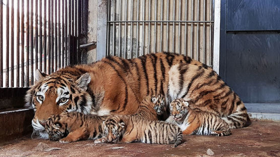 서울대공원서 ‘족보있는’ 백두산 호랑이 4마리 동시 탄생 